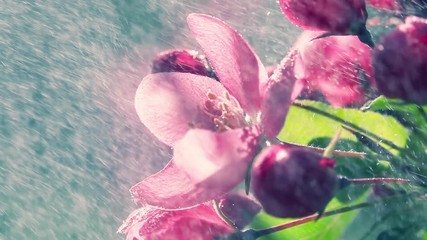 Blooming purple apple tree branch under the heavy rain with sun. Slow motion shot. Natural lighting. Romantic fresh floral background at early morning hours. - Powered by Adobe