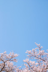 満開の桜と青空