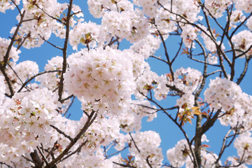 桜の花、クローズアップ