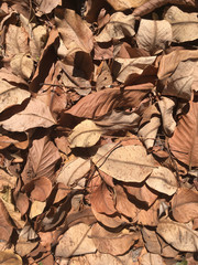 Brown leaves at the ground in summer