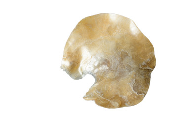 pearly sea shell isolated on white background