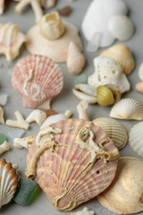 sea shell with gray background