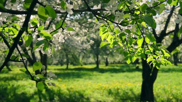 Panning view on blooming fruit orchard through blossoming apple tree branch at early morning hours. Slow motion. Natural lighting of beautiful garden place.