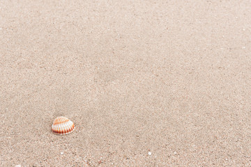 shell on the sand