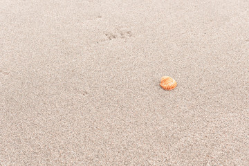 Fototapeta na wymiar sea shell on the sand
