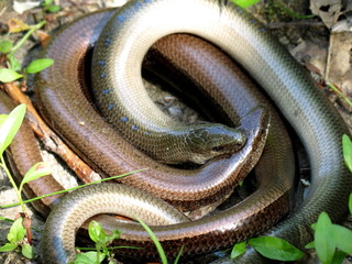 snake in the grass