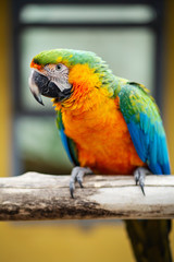Macaw birds