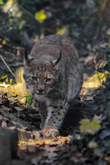 Lince europea (Linx linx) in agguato nella foresta,primo piano