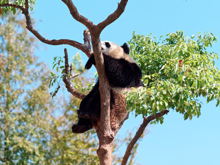 Fototapeta premium Giant panda bear rest on tree branch in sunny day with blue sky background.