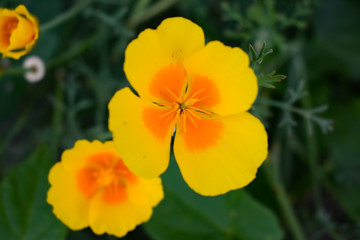 Garden Flowers