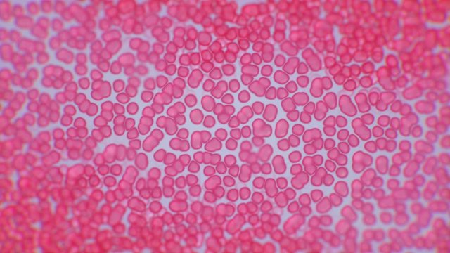 Animation of the movement of blood cells under a microscope. Red blood cells, white blood cells, platelets and plasma. Medicine, biology and science footage