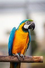 Macaw birds
