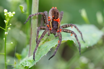 Spider Dolomedes fimbriatus with many ticks on the body