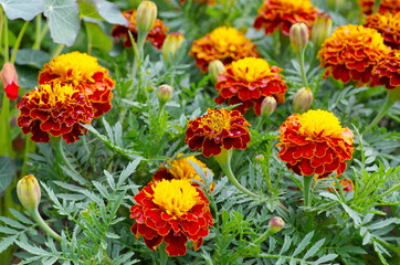 Obraz na płótnie Canvas Marigolds (lat. Tagetes) bloom on a flower bed in the garden