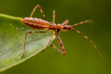 Insect