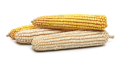 White and yellow corncobs isolated on white background