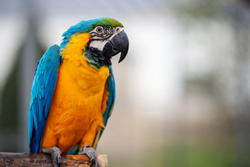 Macaw birds