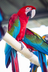 Macaw birds