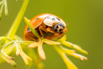 Ladybug