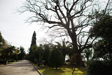 Spring Park. The awakening of nature. Oak, green trova and other plants.