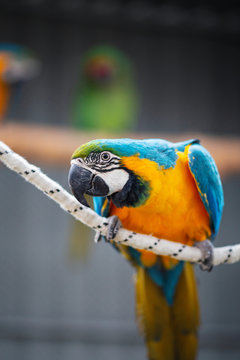Macaw birds