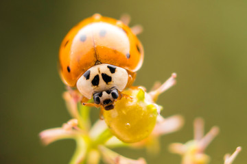 Ladybug