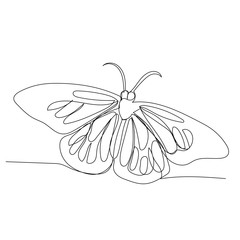 butterfly sketch on a white background continuous line