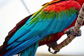 Macaw birds