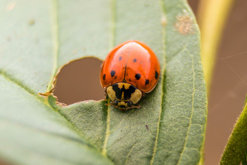 Ladybug