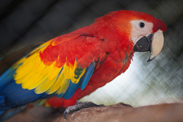 Macaw birds