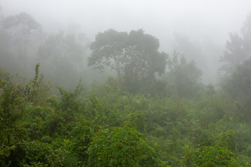 The fog, drizzle covering the hilly landscape in Yercaud, Tamil Nadu, India