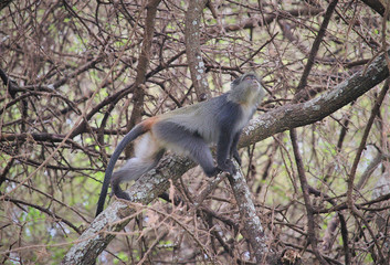 Fototapeta na wymiar The blue monkey (Cercopithecus mitis) is a species of Old World monkey native to Central and East Africa.