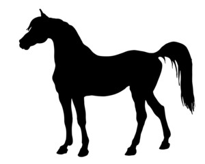 horse, black silhouette on white background, vector isolated monochrome image