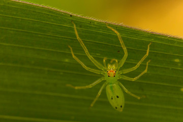 spider