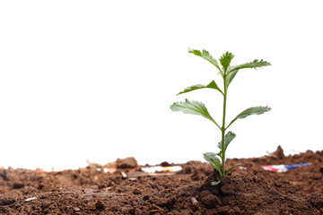 Green sprout growing out from soil isolated on white background