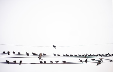 A large group of birds that live on electric cables