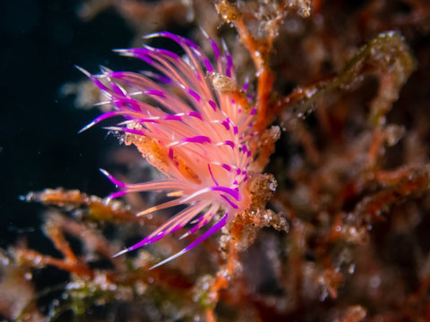 Redline flabelina (Coryphellina rubrolineata) nudibranch or sea slug near Anilao, Batangas, Philippines. Marine life and underwater photography.