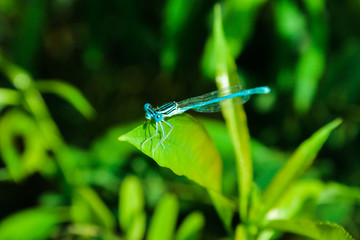 Dragonfly on green leaf