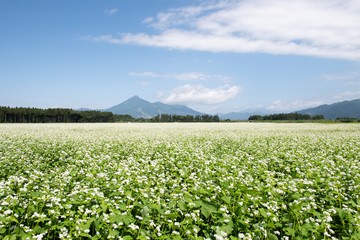 磐梯山とそば畑