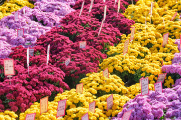 Scenic rows of bright chrysanthemums at Jogyesa Temple in Seoul