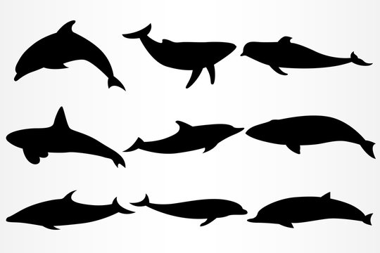 A set of nine icons for various dolphins and whales.