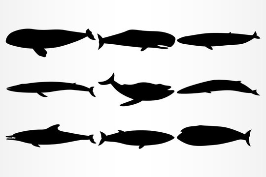 A set of nine icons for various dolphins and whales.