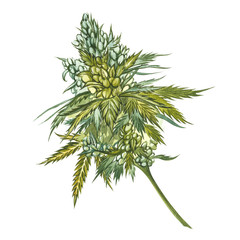 CBD oil hemp products. Watercolor illustration on white background. Good for cosmetics, medicine, treating, aromatherapy, nursing, package design. Set of drawing floral elements, watercolor botanical