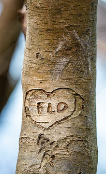 Der Name FLO in einem Herzen in die Baumrinde geritzt