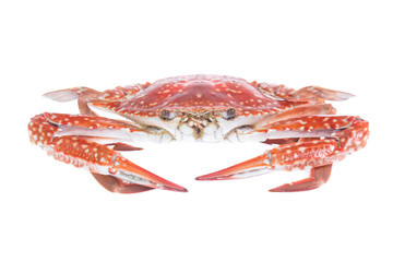 crab isolated on a white background