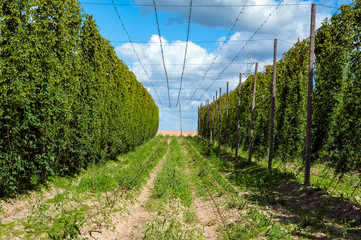 Hop field in late summer. Ripe hop is ready for harvesting. Poland