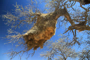 olbrzymie gniazda na gałęziach afrykańskich drzew