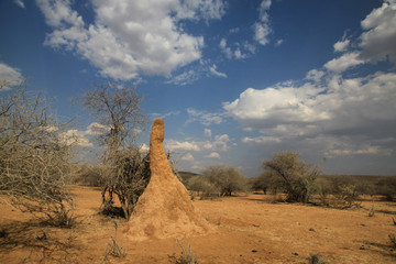 olbrzymie termitiery z dzrwami w tle w afryce w słoneczny dzień