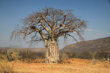 afrykański duży stary suchy baobab stojący wśród suchych traw 