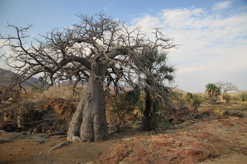 afrykańskie duże suche baobaby stojące wśród suchych traw 